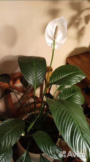 Спатифиллумы сортовые