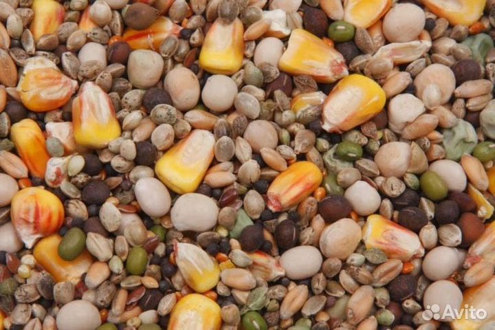 Зерносмесь - 5 видов зерна