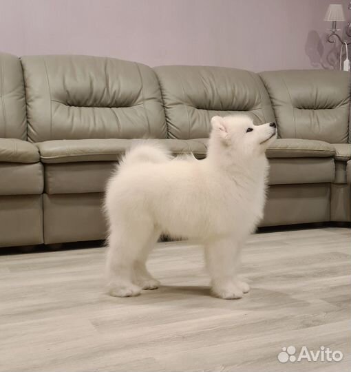 Самоед девочка от титулованных родителей