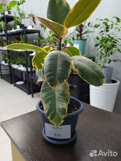 Фикус каучуконосный