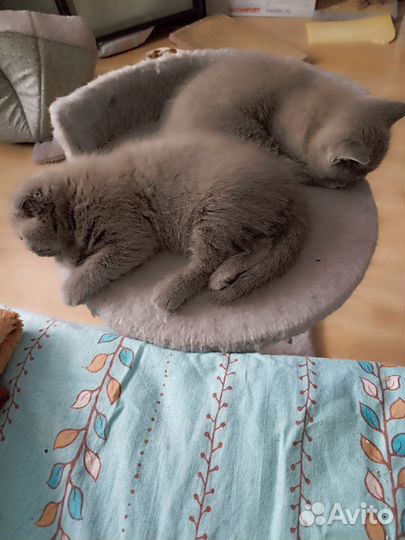 Кото-ребенок