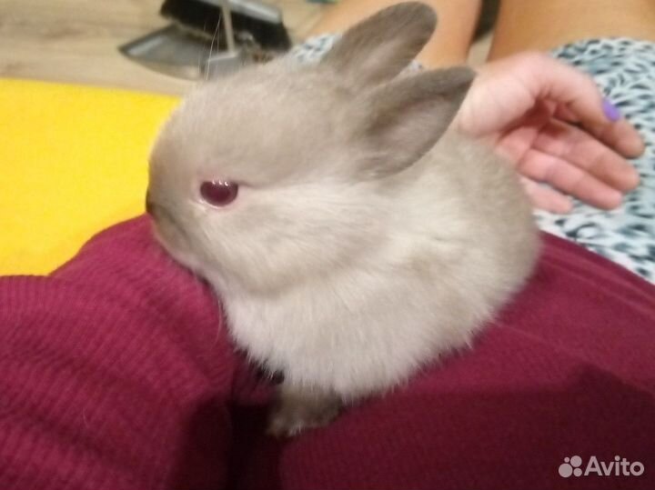 Крольчата редкой породы