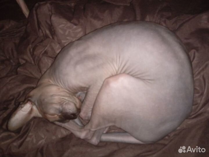 Передержка кошек и котов