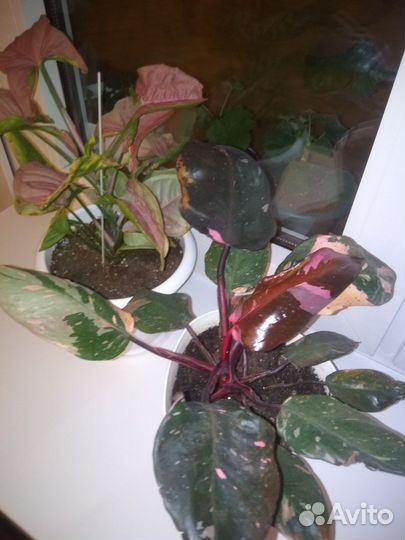 Филодендрон розовая принцесса