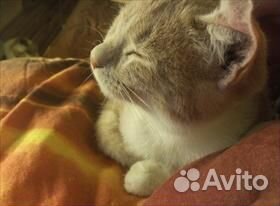 Передержка кошек на время отпуска