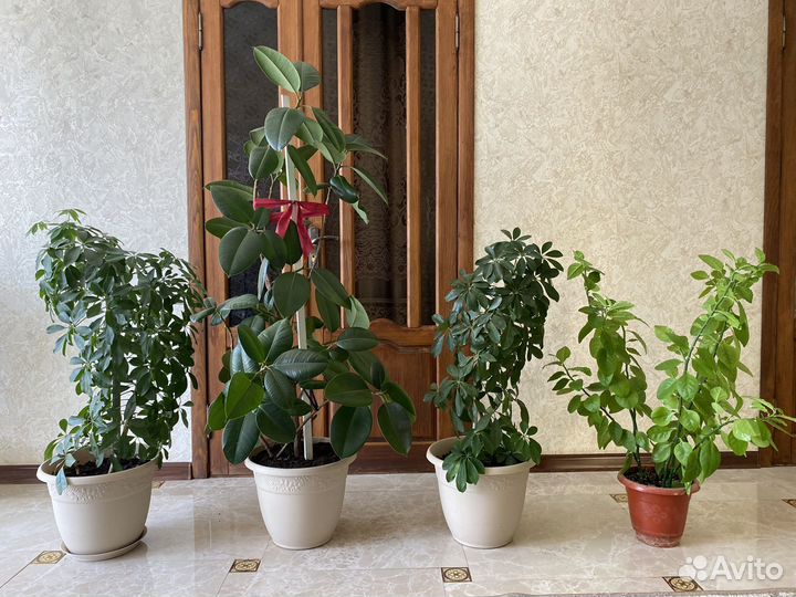 Комнатные цветы