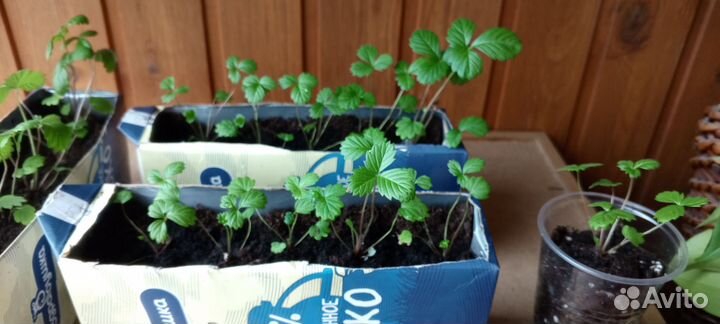 Земляника садовая