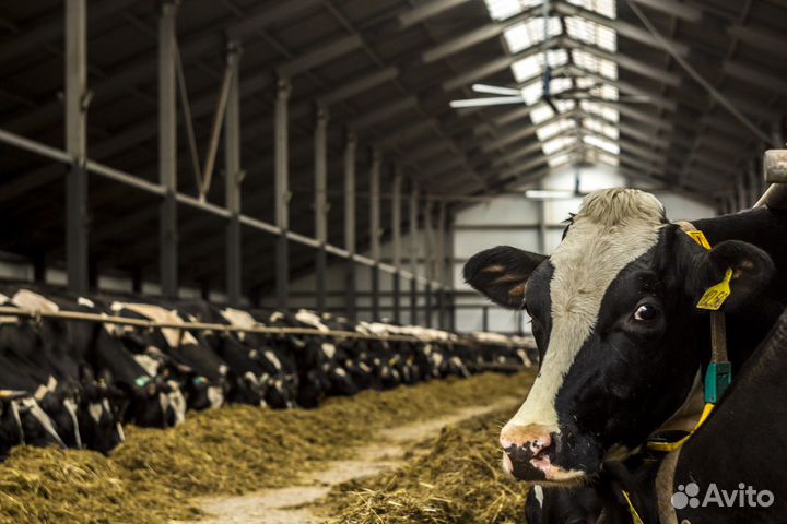 Работа на ферме скотник (крс)