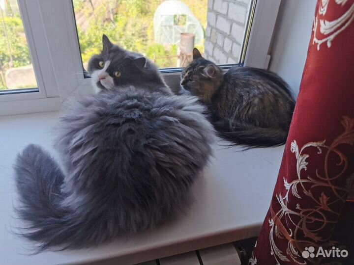 Коты в добрые руки