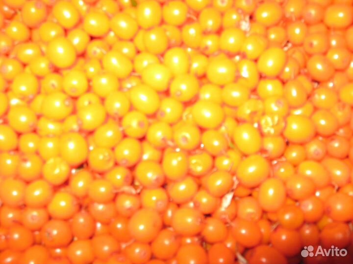 Продам облепиху