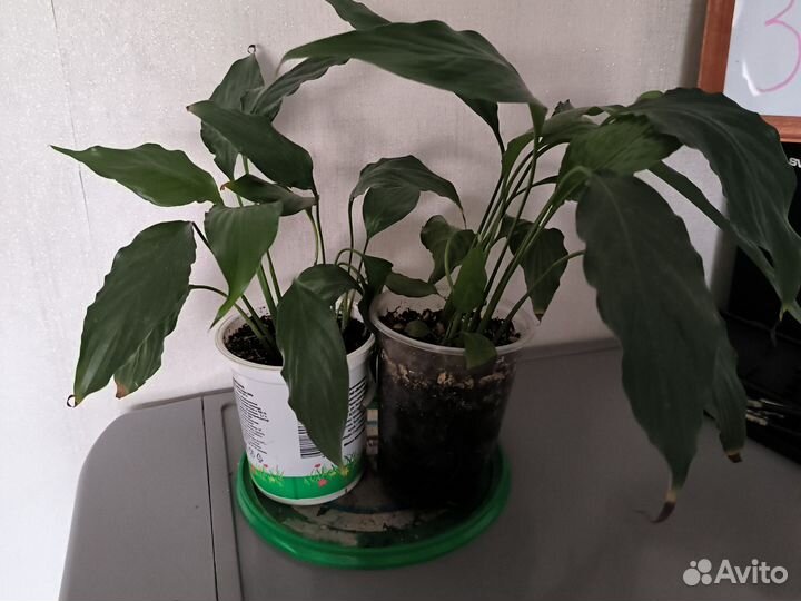 Цветы спатифилум (женское счастье)