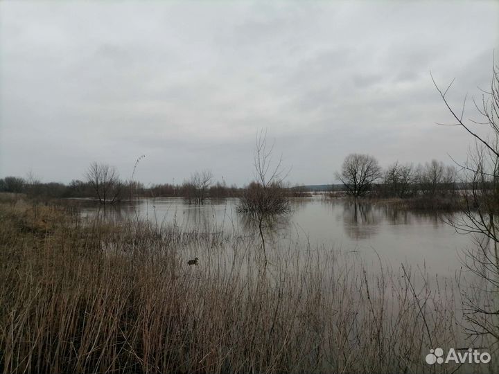 Утка подсадная