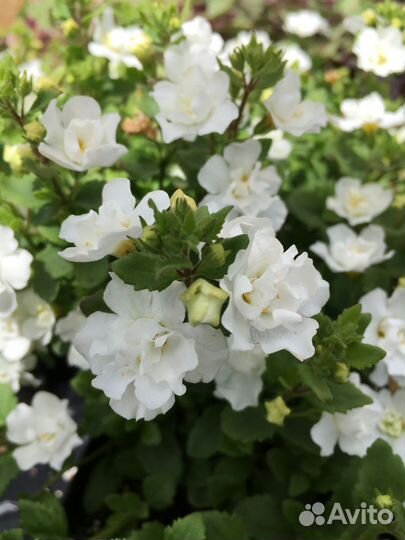 Бакопа, алиссум и лобелия вегетативная