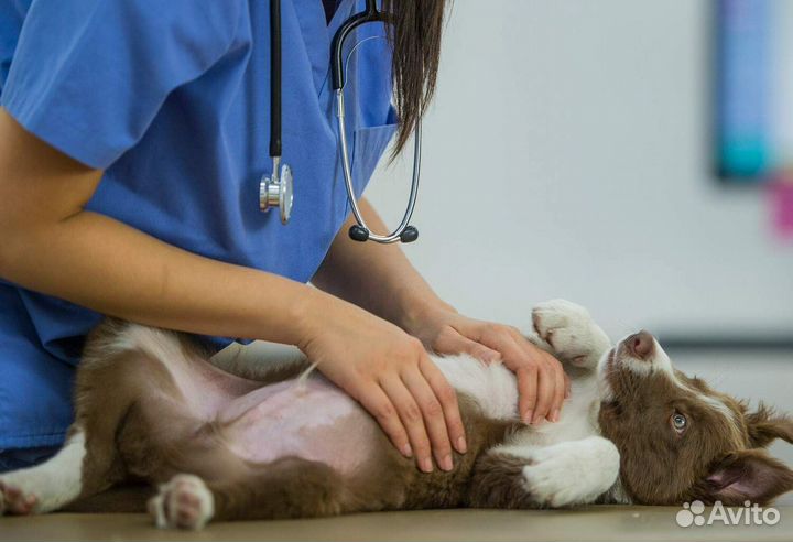 Ветеринарный врач