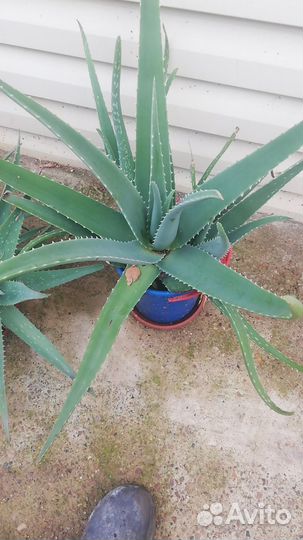 Алоэ столетник, Спатефилиум