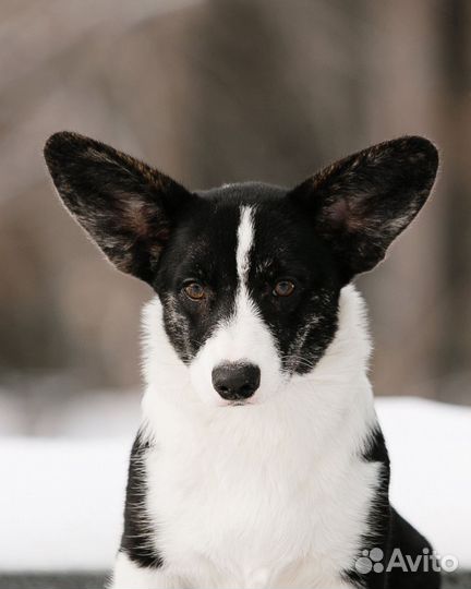 Щенки корги, питомник