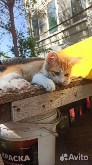 Европейская