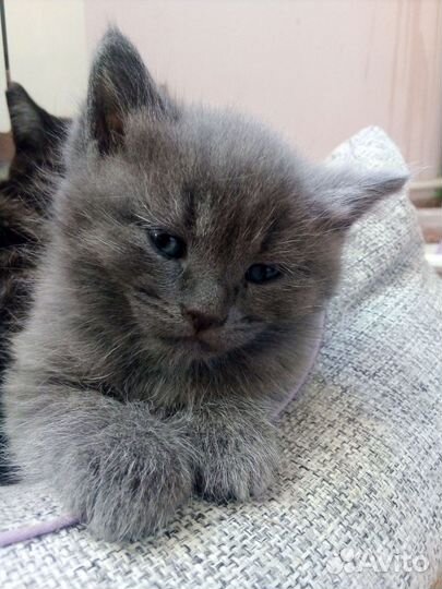 Котенок мальчик 1,5 мес