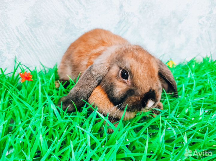Карликовый кролик - самый маленький