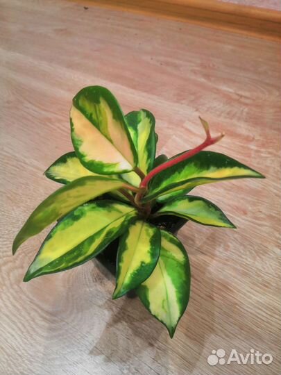 Хойя карноза триколор, хойя Грацилис