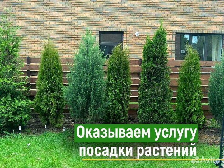 Туи брабант 1,4 м свежая копка 2023