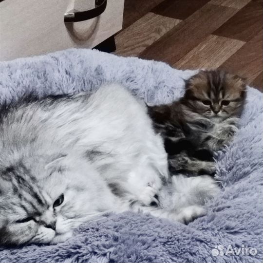 Котенок шотландец