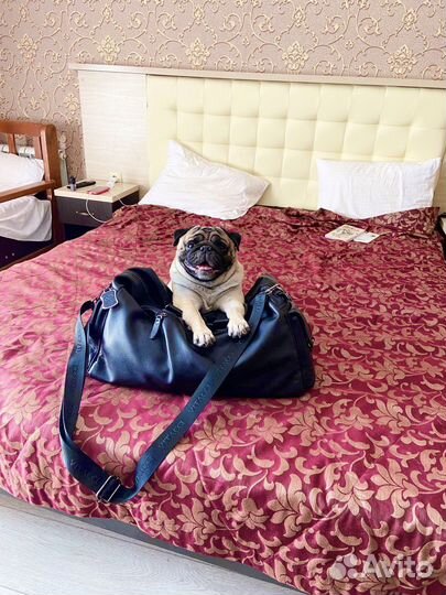 Мопс вязка мальчик