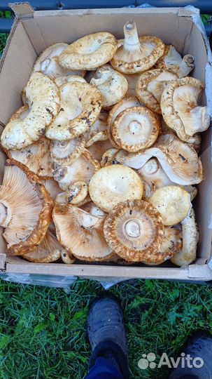 Грузди отборные