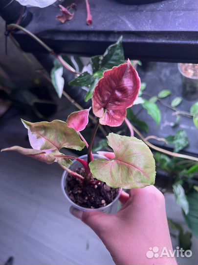 Клубничный лед