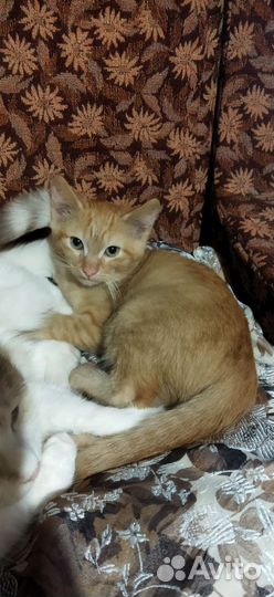 Кошка в дар бесплатно
