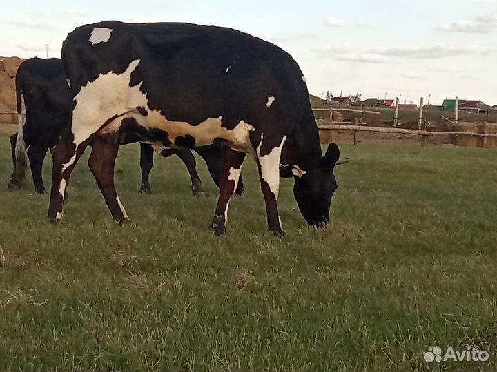 Продам коров