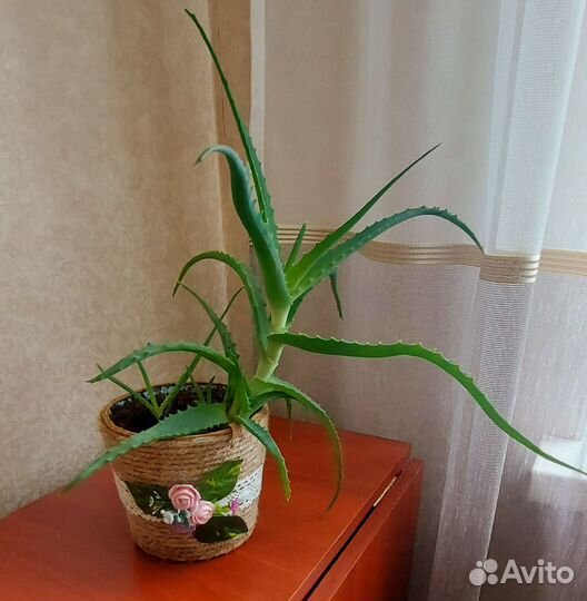 Комнатные цветы алоэ