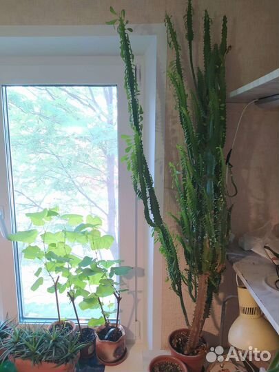 Молочай трехгранный 1.5 метра