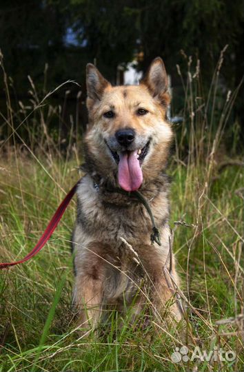 Собака в добрые руки