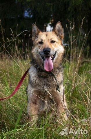 Собака в добрые руки