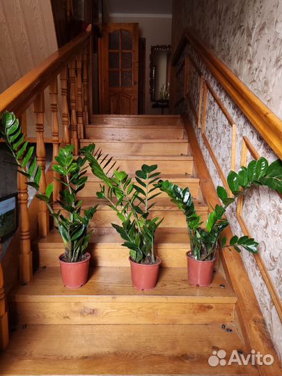 Замиокулькас