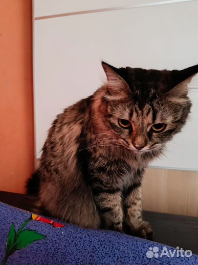Кошка очаровашка