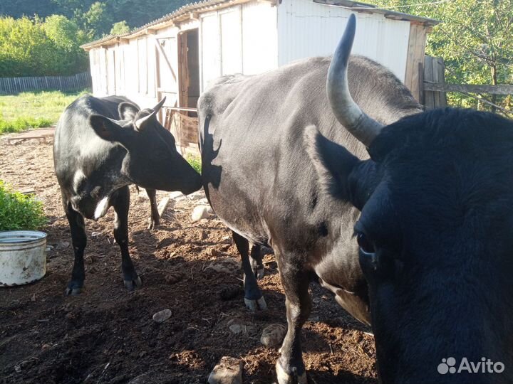 Коровы с телятами