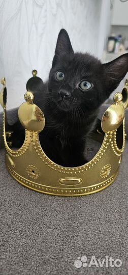 Котята в добрые руки мальчики