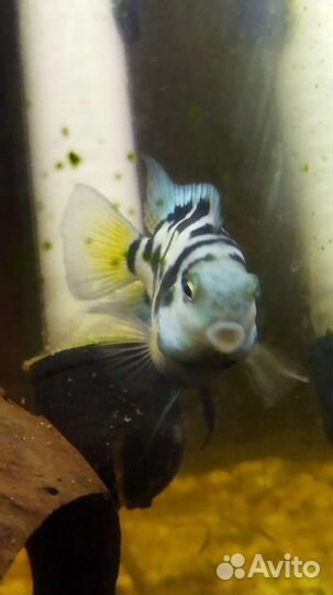 Сапфировый попугай пара