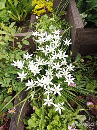 Многолетние цветы