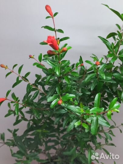 Гранат комнатный