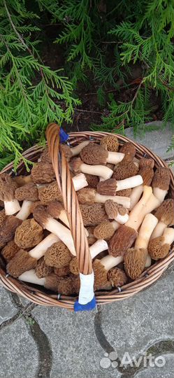 Сморчки и строчки свежие