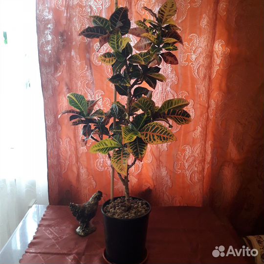 Комнатные растения цветы