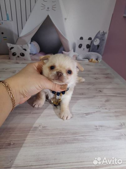 Чихуашечки