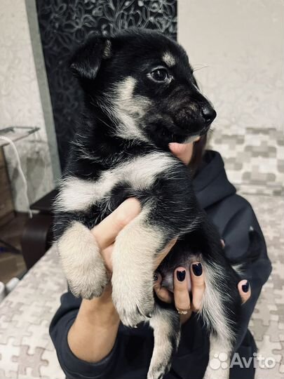Собаки щенки