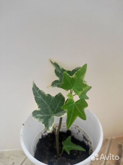 Плющ хедера