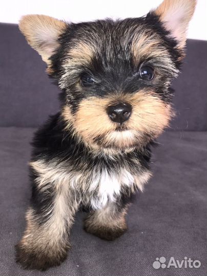 Йоркширский терьер