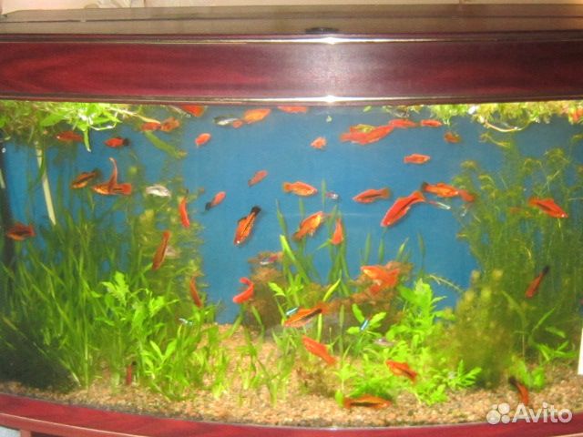 Аквариумные растения,живой корм для мальков