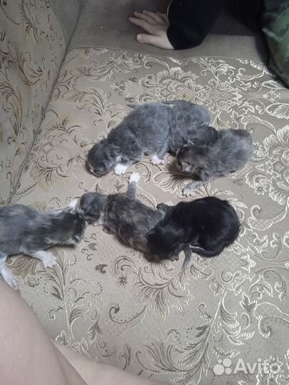 Котята мейн-кун